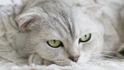 镀锌钢格栅多少钱一吨啊