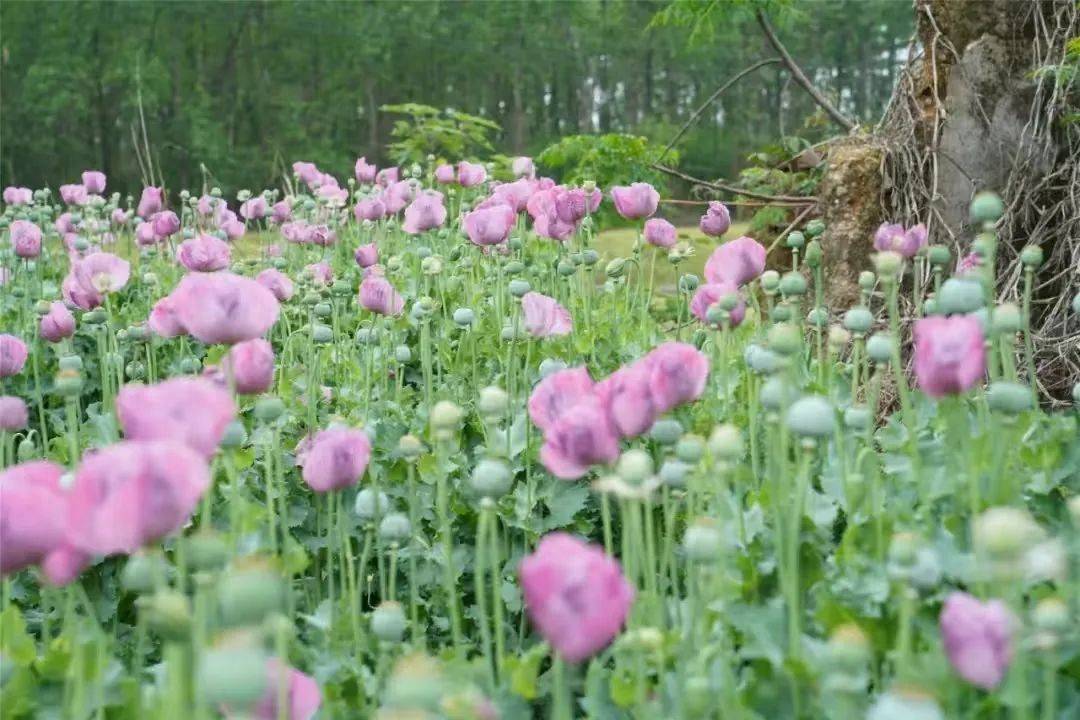 杭州有人被处罚！警方提醒：这种花种不得