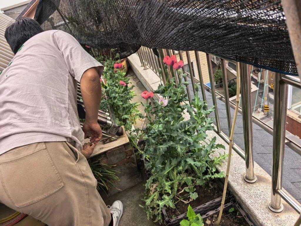 杭州有人被处罚！警方提醒：这种花种不得