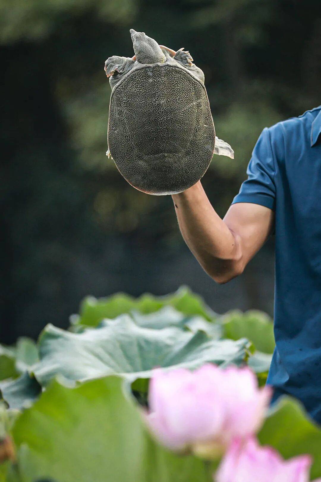 这种丑到爆的鱼，为啥成了武汉人吃宵夜的顶配？